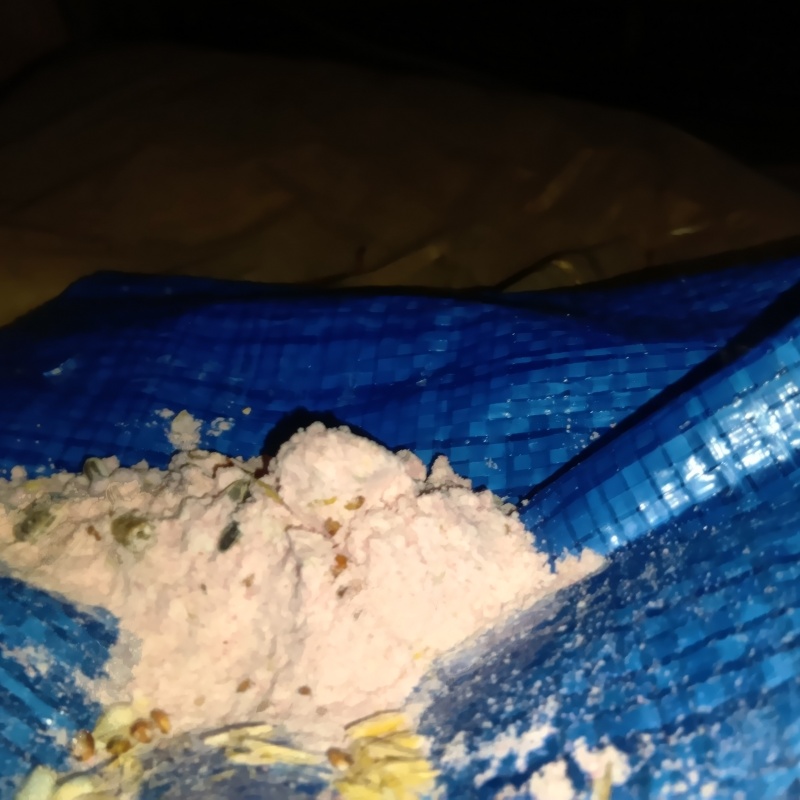 殺鼠剤を仕掛けている様子