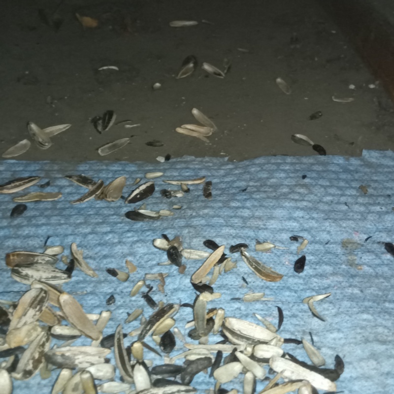 ネズミが殺鼠剤を食べたあと