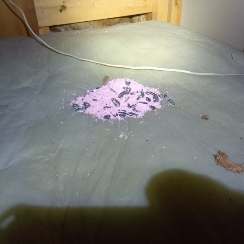 殺鼠剤を仕掛けている様子