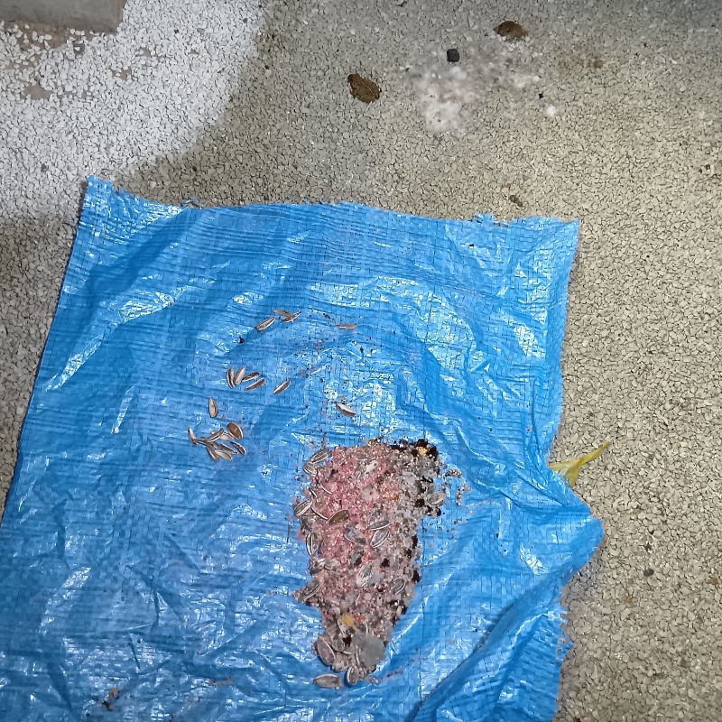 ネズミが殺鼠剤を食べたあと