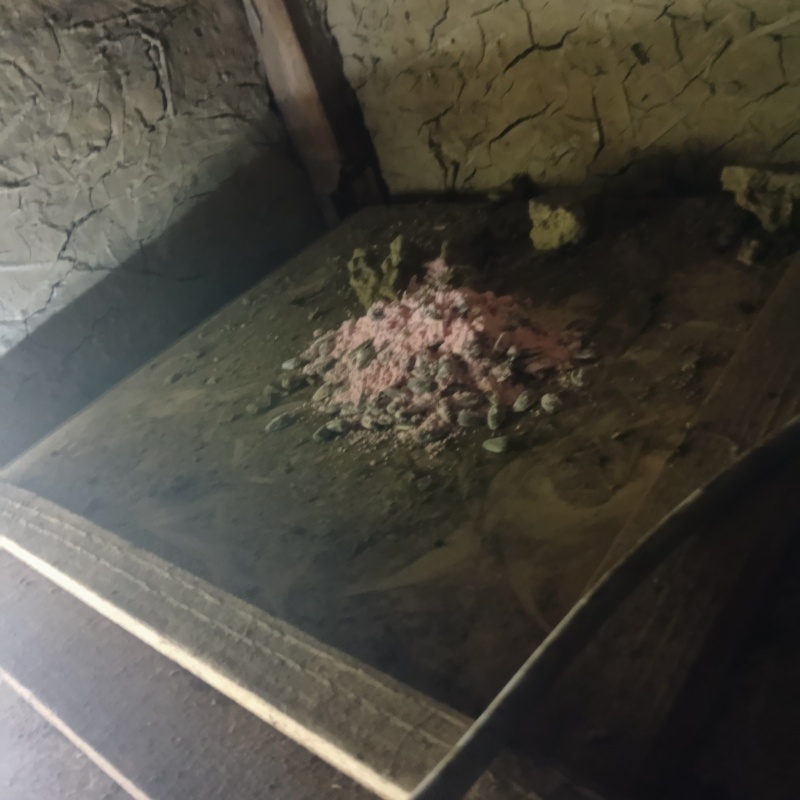殺鼠剤を仕掛けている様子