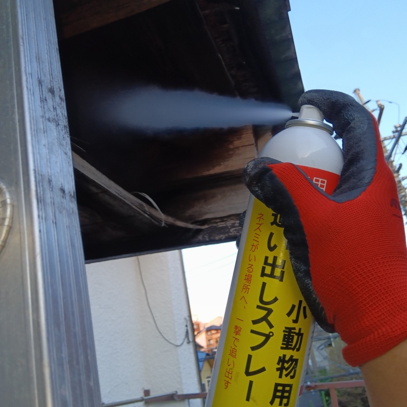 ハクビシン駆除の施工事例（神奈川県横浜市戸塚区平戸）