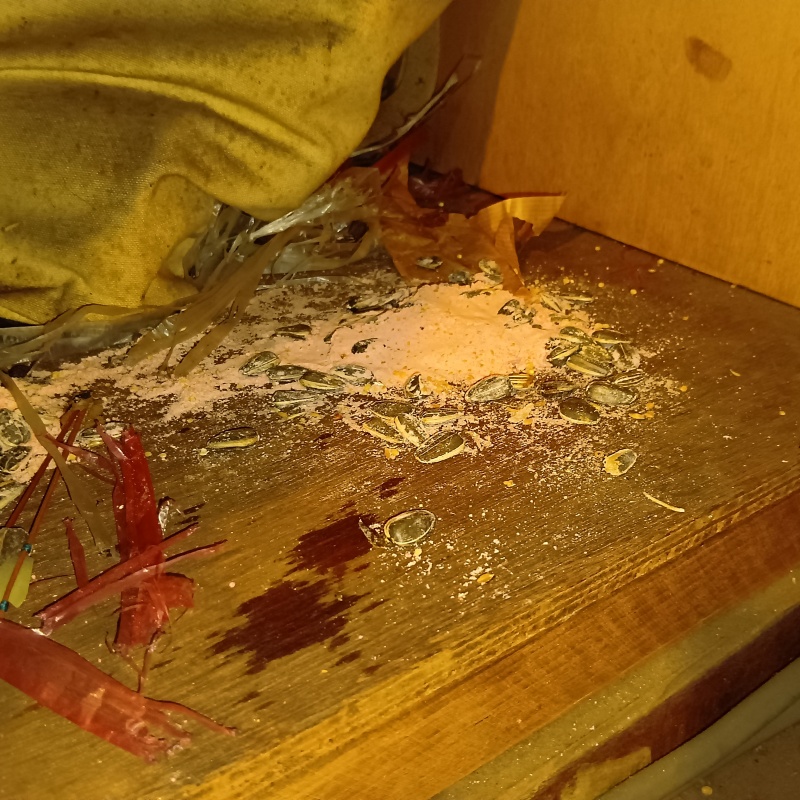 ネズミが殺鼠剤を食べたあと