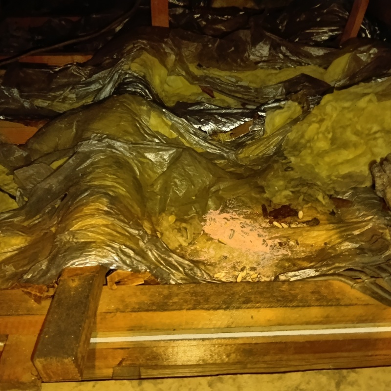 ネズミが殺鼠剤を食べたあと