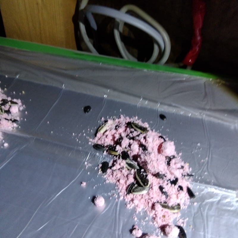 殺鼠剤を設置