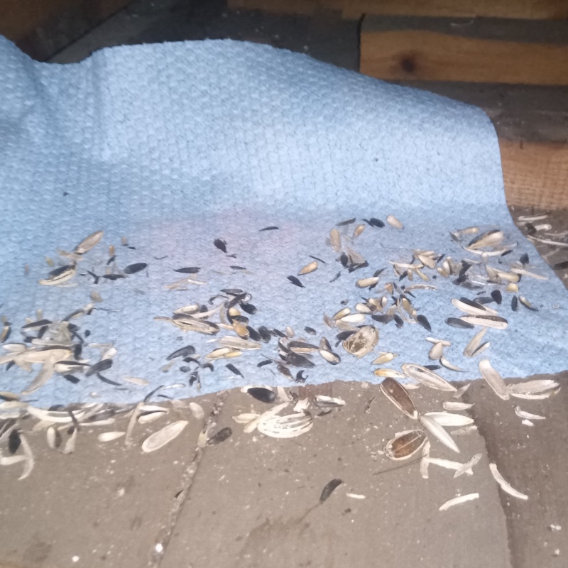 ネズミが殺鼠剤を食べたあと