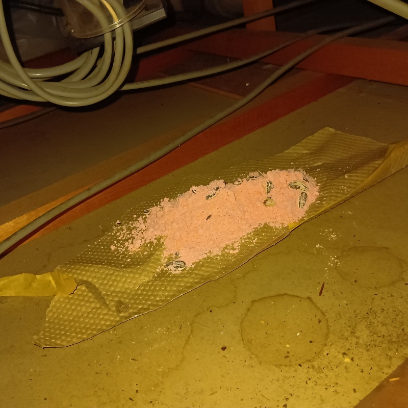 殺鼠剤を設置
