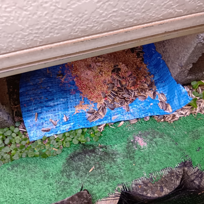 ネズミ駆除の施工事例（静岡県静岡市葵区銭座町）