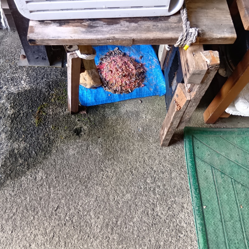 殺鼠剤を設置