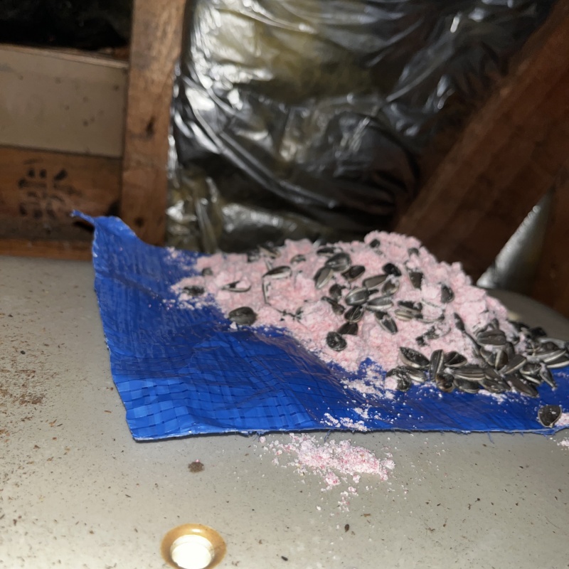 屋根裏に殺鼠剤を設置