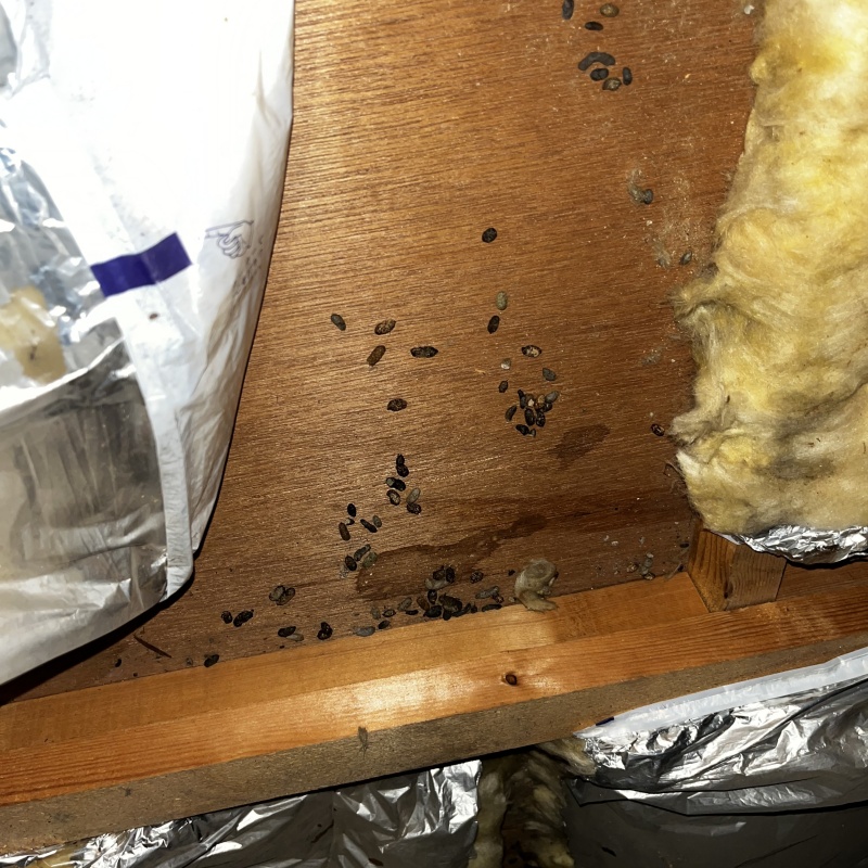屋根裏に散らばっているフン