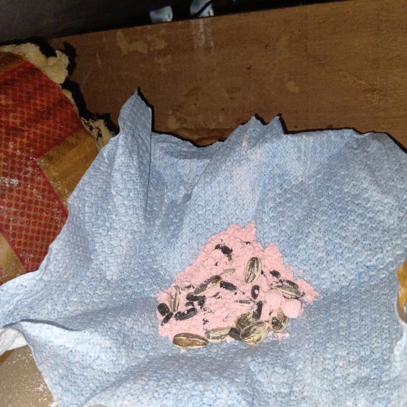 天井裏に殺鼠剤を設置
