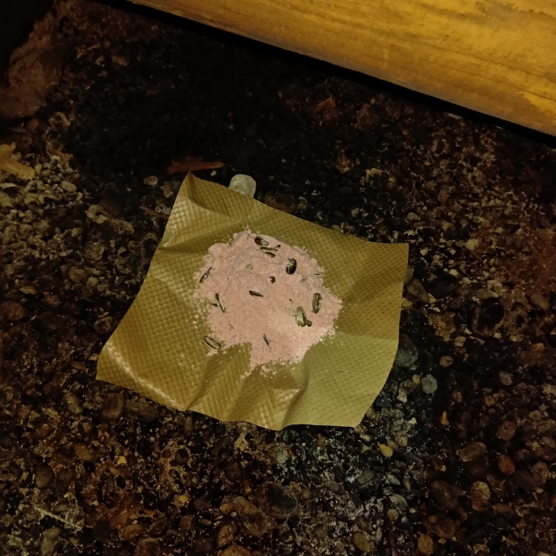 殺鼠剤を設置