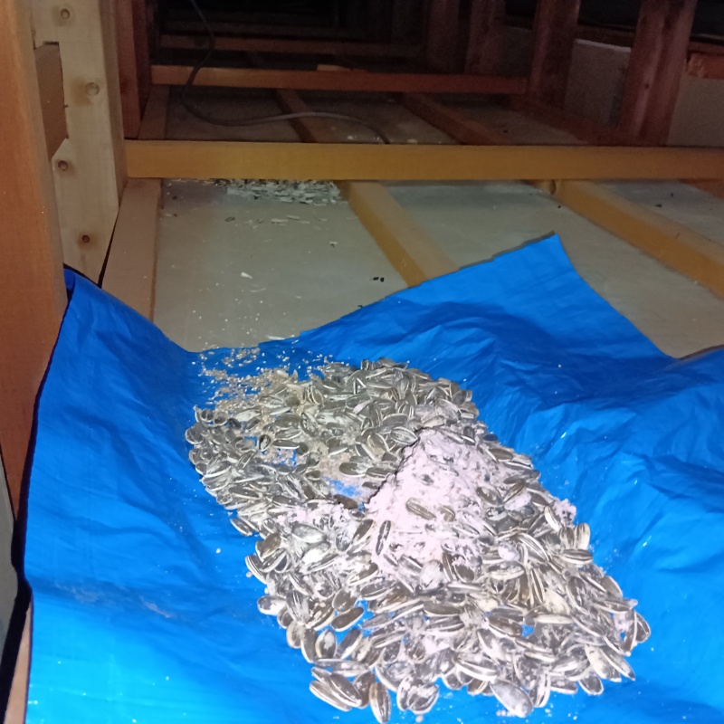屋根裏に殺鼠剤を設置
