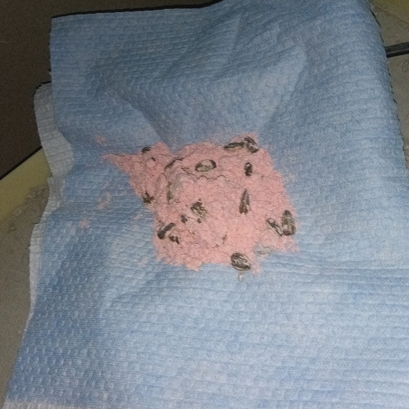 殺鼠剤を仕掛けている様子