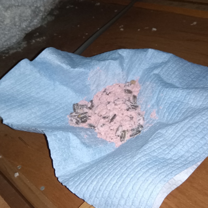 殺鼠剤を仕掛けている様子
