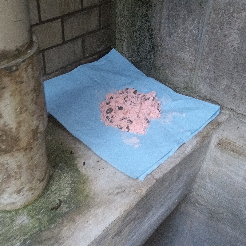 殺鼠剤を仕掛けている様子