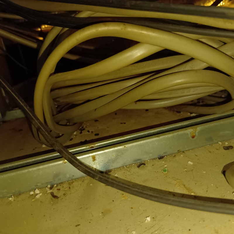 ネズミのフンが散らばっている様子