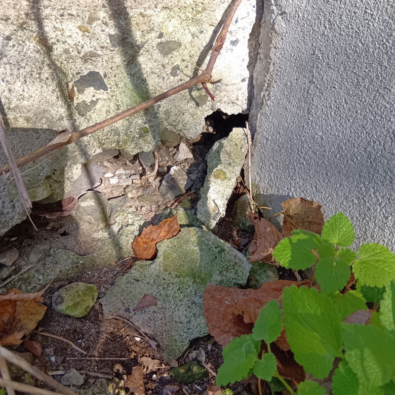 侵入口になっていたすき間