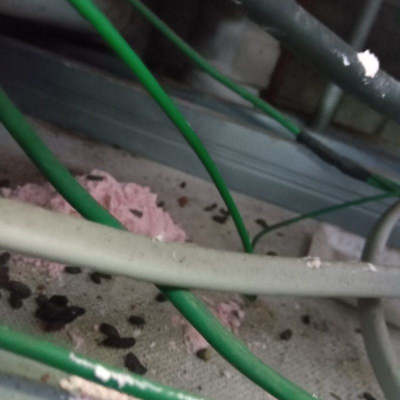 殺鼠剤を仕掛けている様子