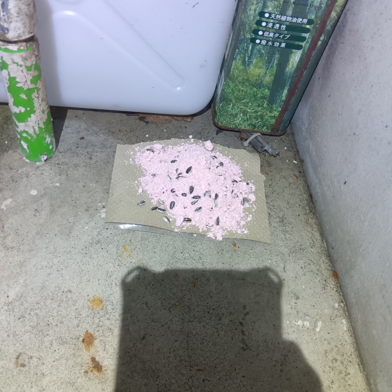 殺鼠剤を仕掛けている様子