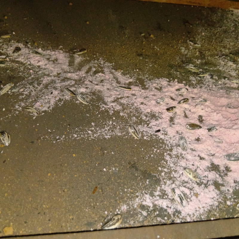 ネズミが殺鼠剤を食べたあと