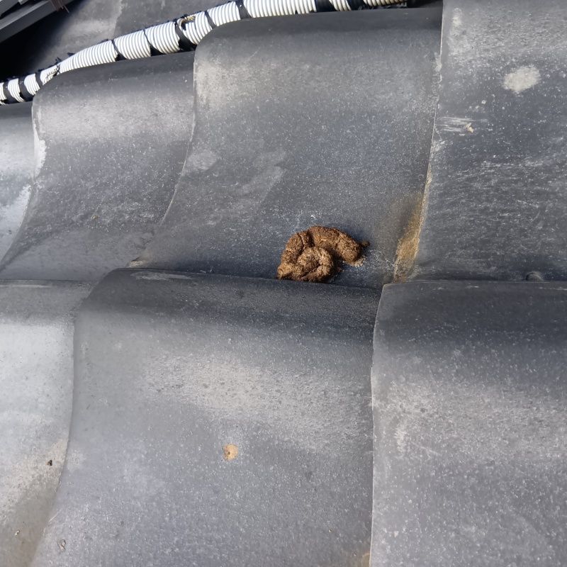屋根にアライグマのフン