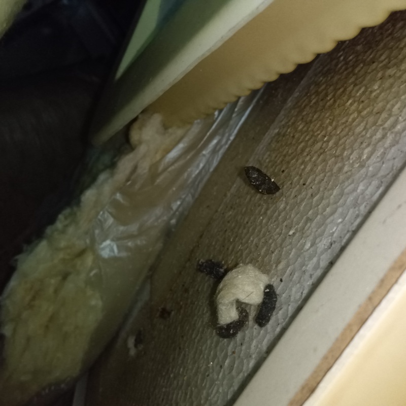 屋根裏のフン害