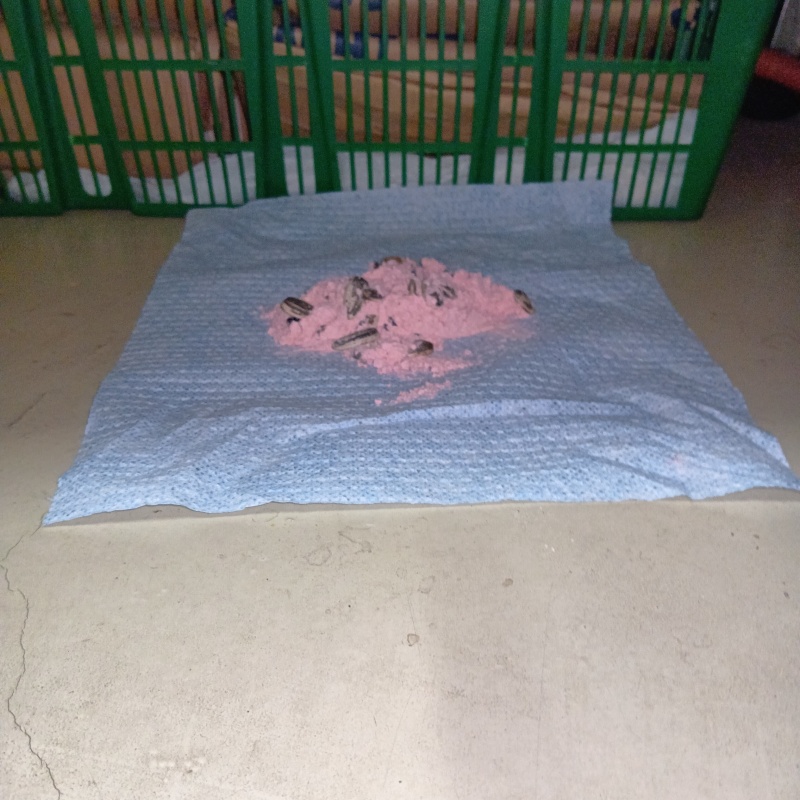 殺鼠剤を仕掛けている様子