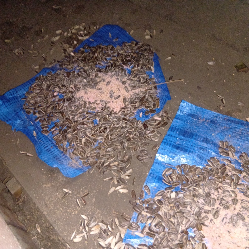 ネズミが殺鼠剤を食べたあと