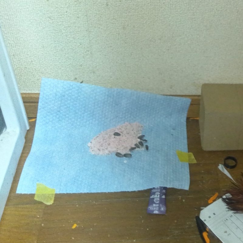 殺鼠剤を仕掛けている様子