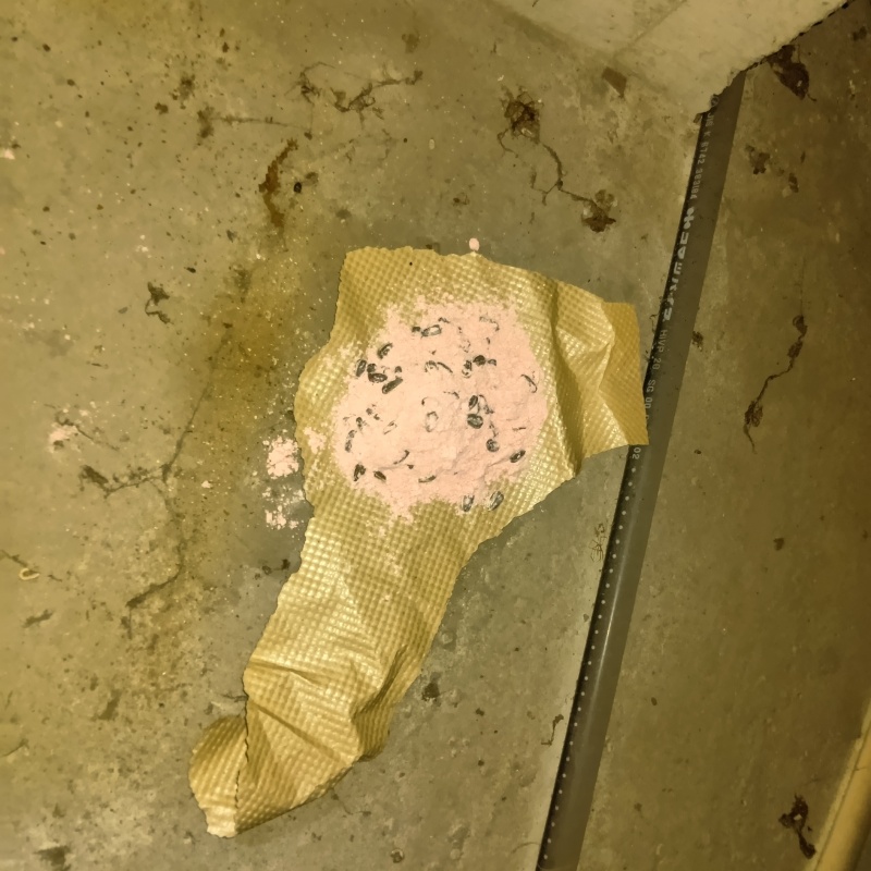 殺鼠剤を仕掛けている様子