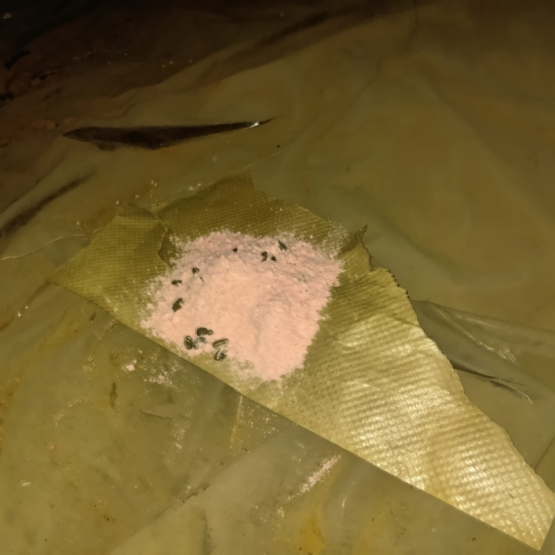 殺鼠剤を仕掛けている様子
