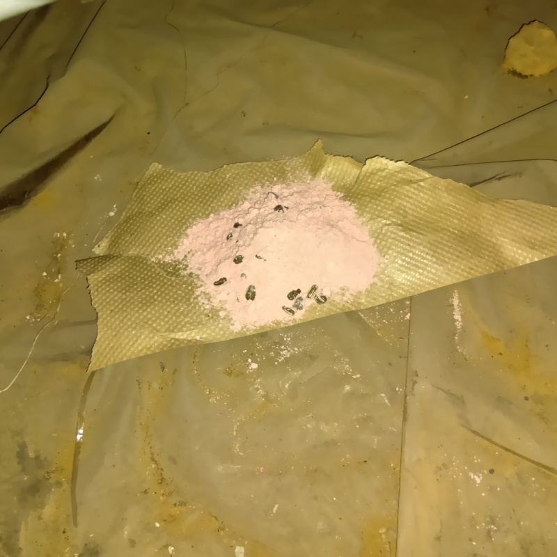 殺鼠剤を仕掛けている様子