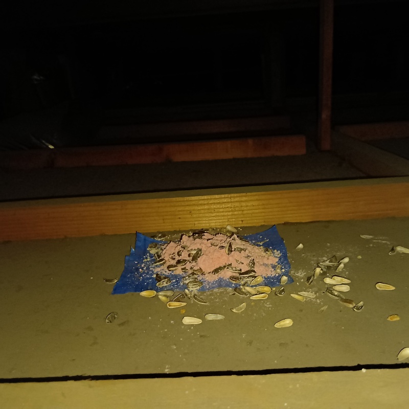 ネズミが殺鼠剤を食べたあと