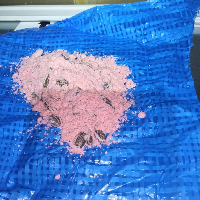殺鼠剤を仕掛けている様子