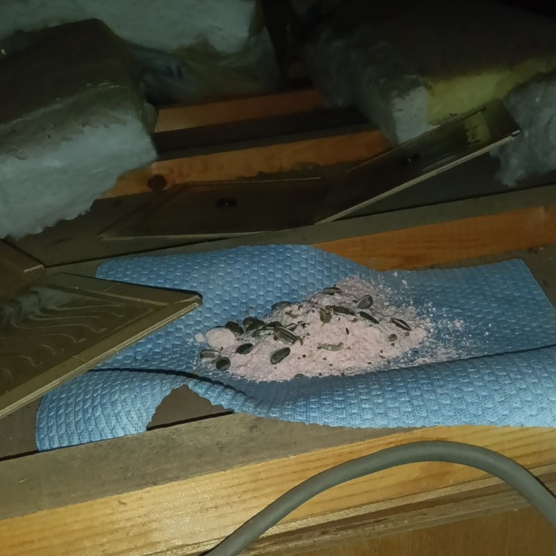 殺鼠剤を仕掛けている様子