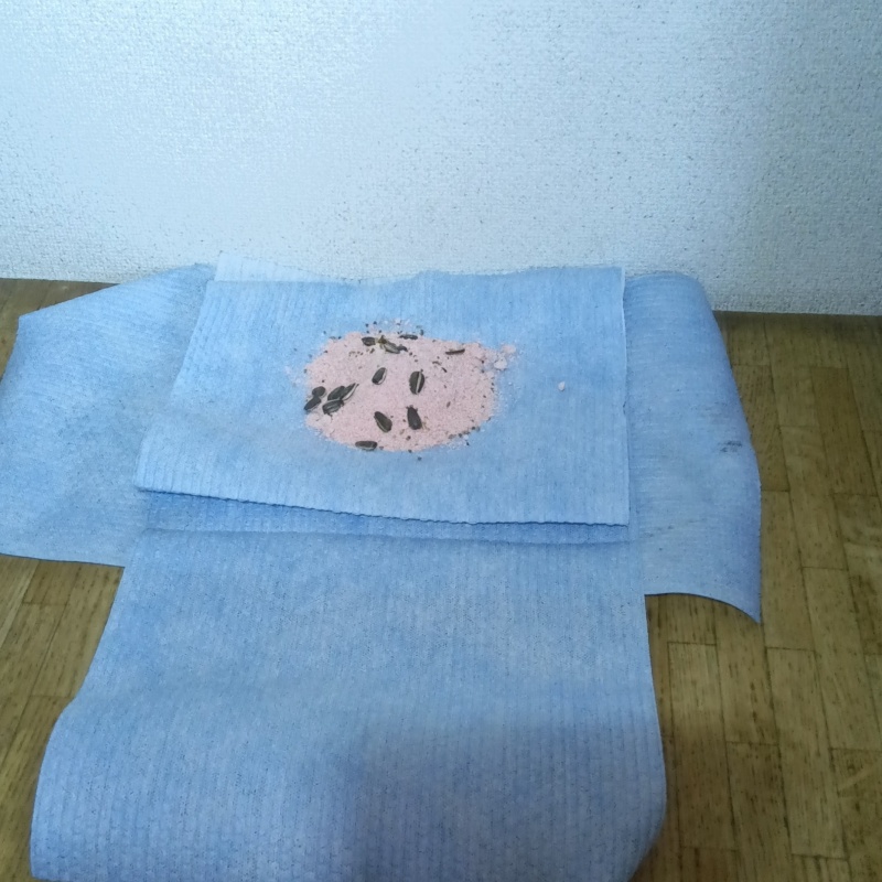 殺鼠剤を仕掛けている様子