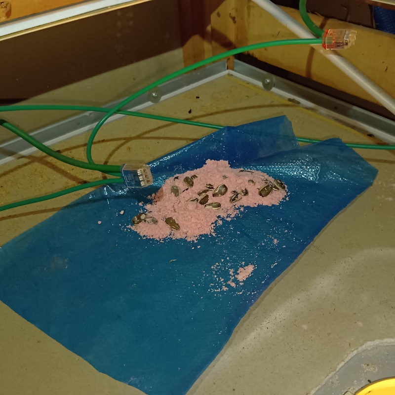 殺鼠剤を設置