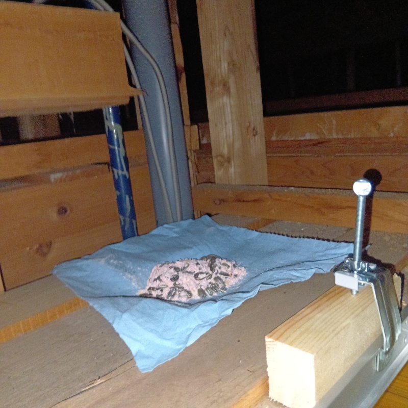 屋根裏に殺鼠剤を設置
