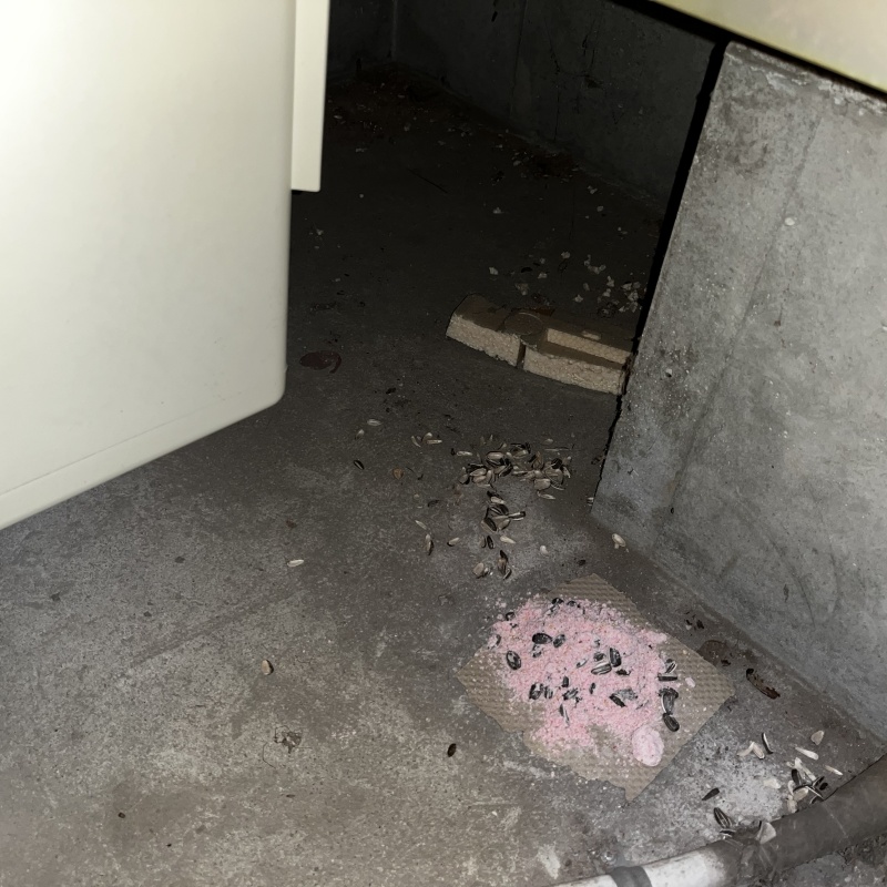 殺鼠剤が食べられたあと