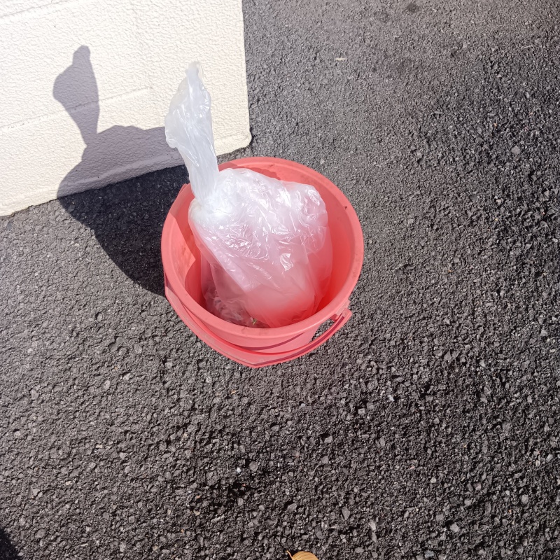 死骸を回収
