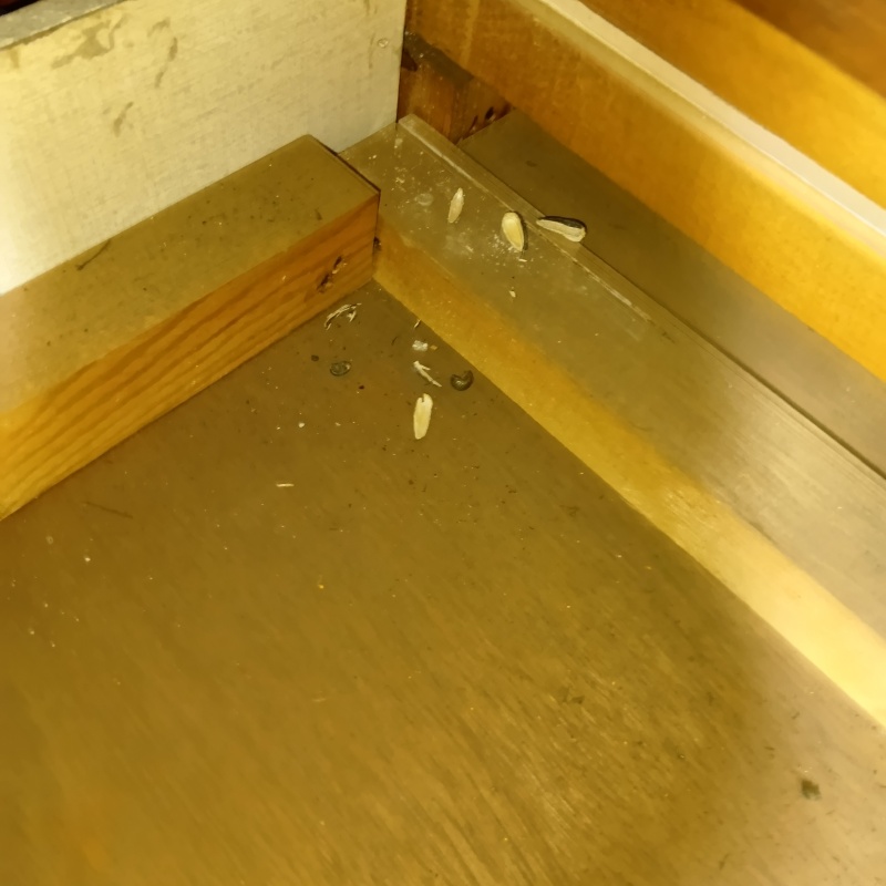 ヒマワリの種の食べカス