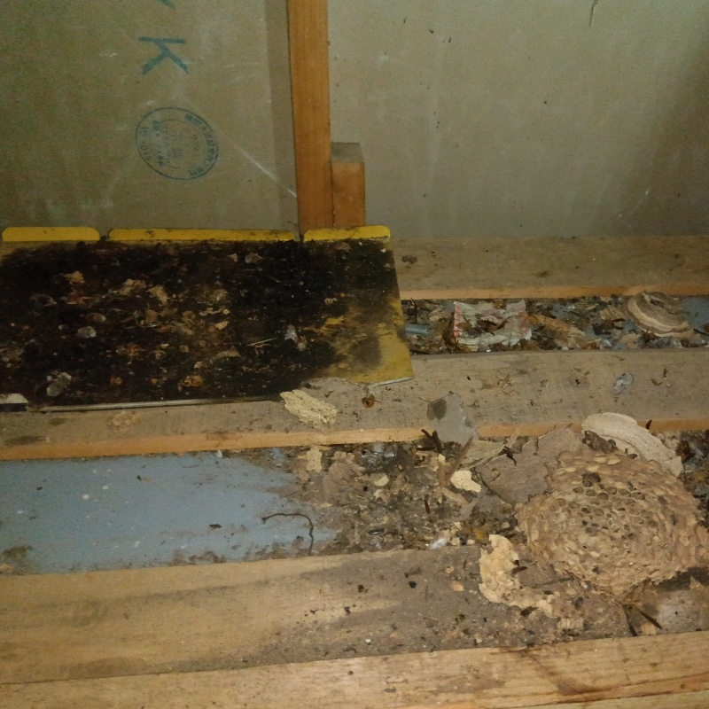 フンなどハクビシンが生息していた痕跡