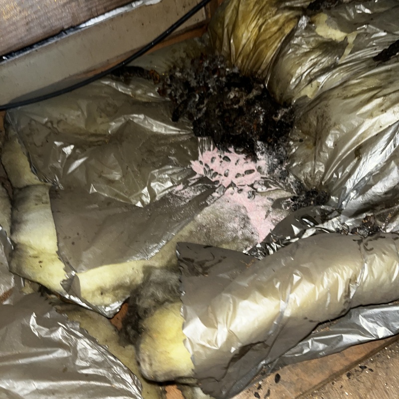 屋根裏に殺鼠剤を設置