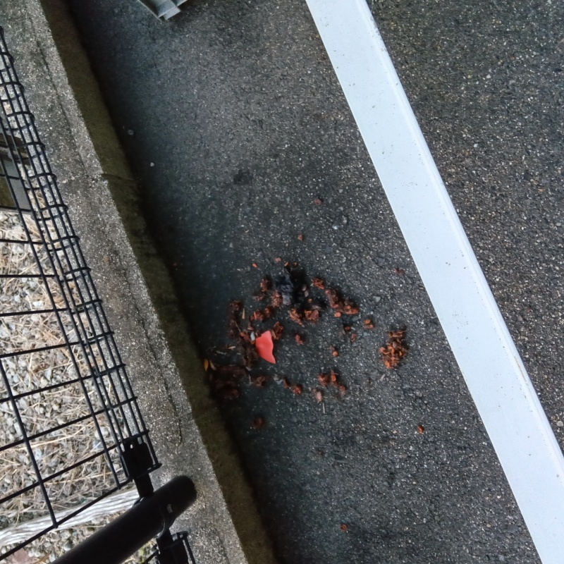 アライグマ駆除の施工事例（愛知県愛知郡東郷町）