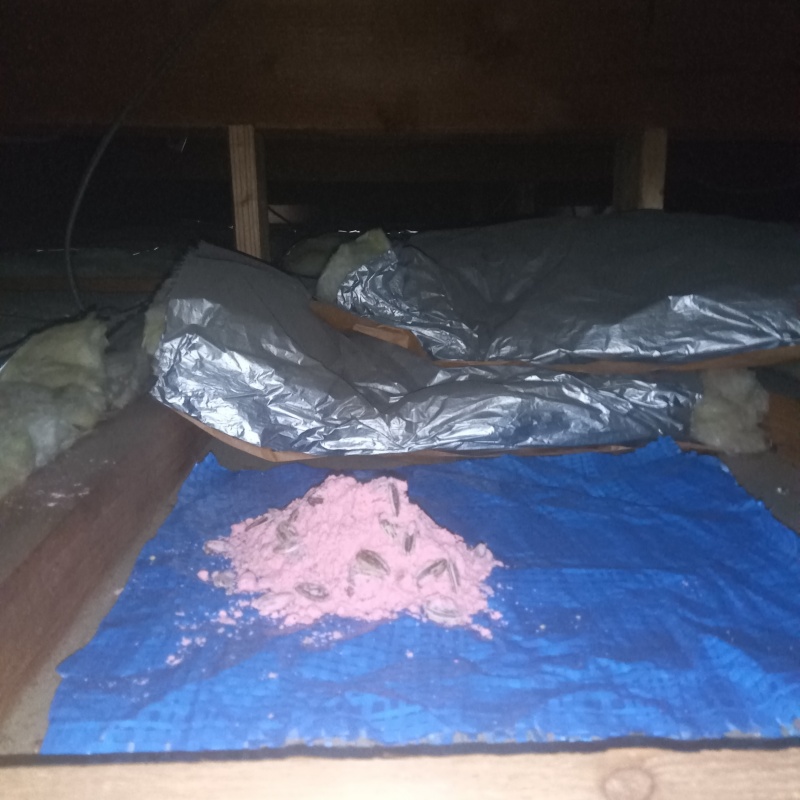 屋根裏に殺鼠剤を設置