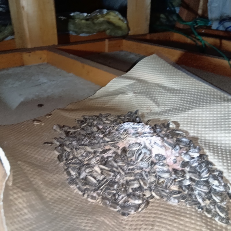 屋根裏に殺鼠剤を設置