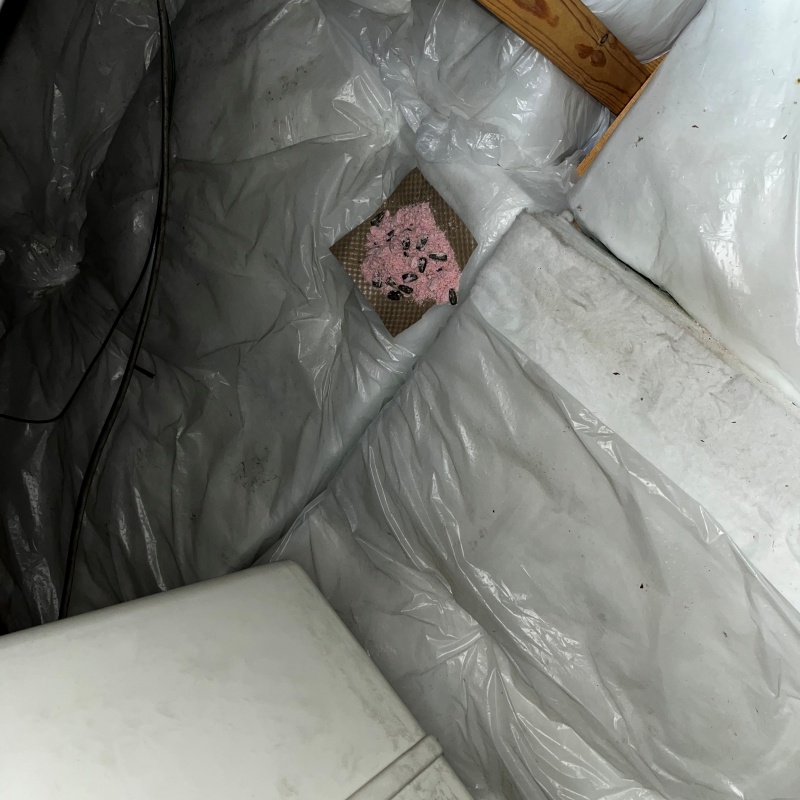 殺鼠剤を設置