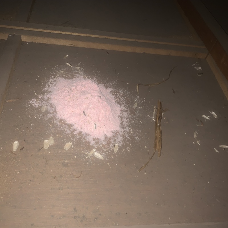 殺鼠剤を置く